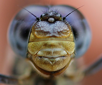Nesciothemis farinosa